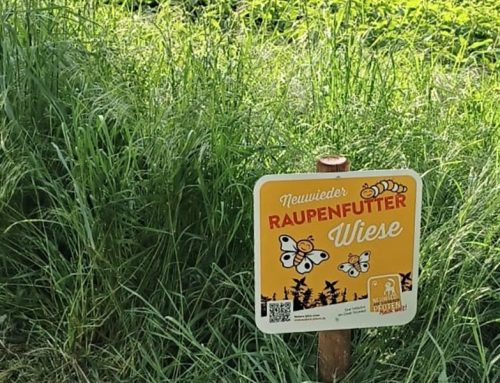 Artenvielfalt: Stadt Neuwied bereichert Speiseplan der Raupen
